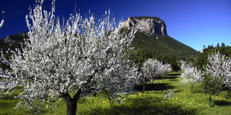 Mallorca im Februar – die traumhafte Mandelblüte