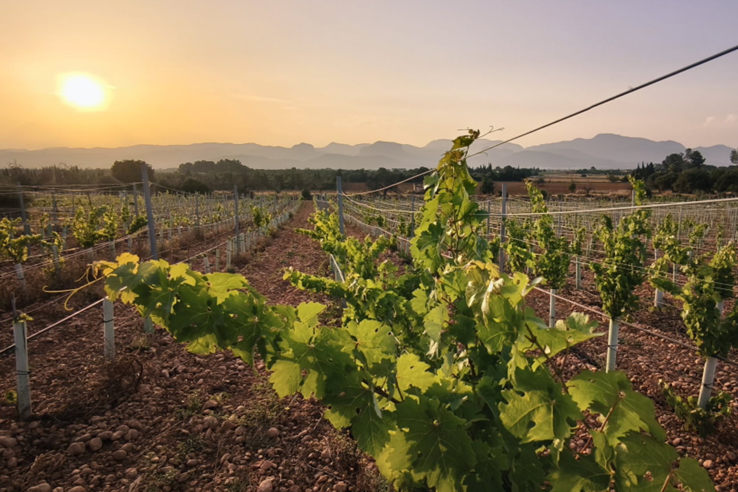 Für Weinliebhaber: Grundstück mit eigenem Weinberg und Panoramablick auf das Tramuntana-Gebirge